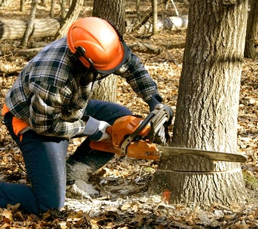 Tree Removal in Carrie, KY